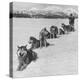 Dog Sledding Team-Nat Farbman-Premier Image Canvas