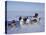 Dog Sledding-null-Premier Image Canvas