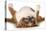 Dog Sleeping Upside Down Isolated On White Background - English Bulldog-Willee Cole-Premier Image Canvas
