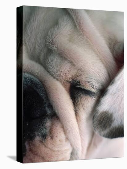 Dog Sleeping-Mitch Diamond-Premier Image Canvas