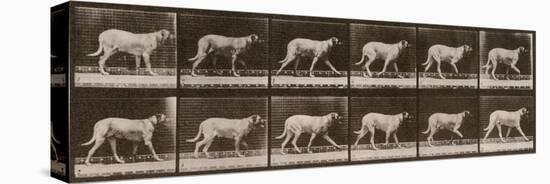 Dog Trotting-Eadweard Muybridge-Stretched Canvas