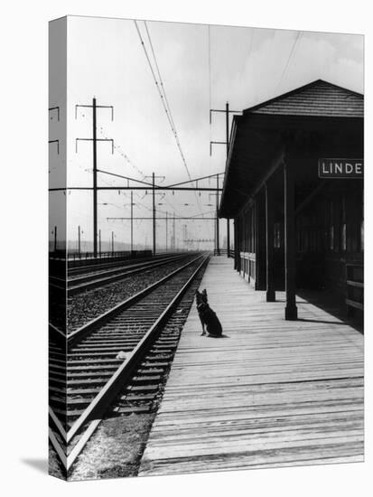 Dog Waiting at Empty Railroad Platform-null-Premier Image Canvas