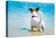 Dog Watching-Javier Brosch-Premier Image Canvas