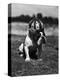 Dog Wearing Helmet on Football Field-Bettmann-Premier Image Canvas