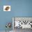 Dog Whelk Atlantic Dogwinkle Shell, Normandy, France-Philippe Clement-Premier Image Canvas displayed on a wall