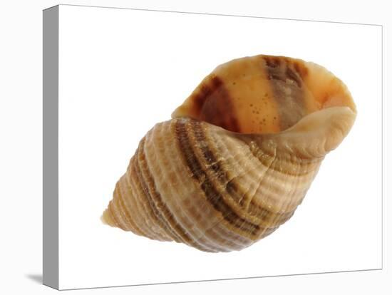 Dog Whelk Atlantic Dogwinkle Shell, Normandy, France-Philippe Clement-Premier Image Canvas