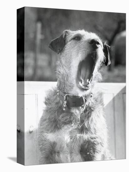 Dog Yawning-Bettmann-Premier Image Canvas