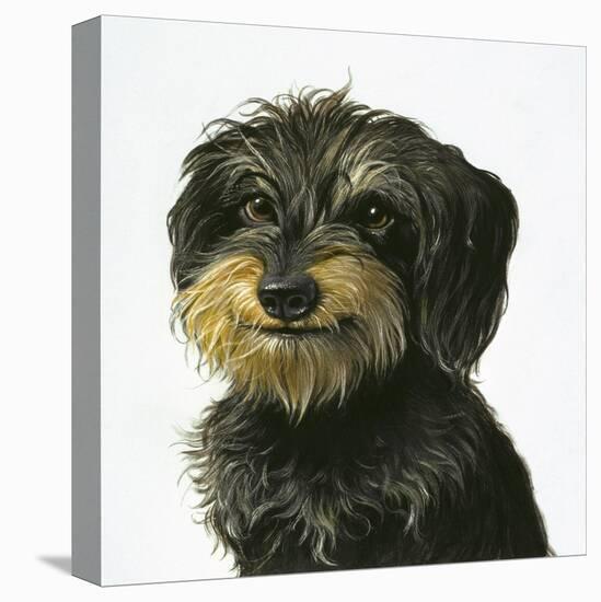 Dog-Harro Maass-Premier Image Canvas