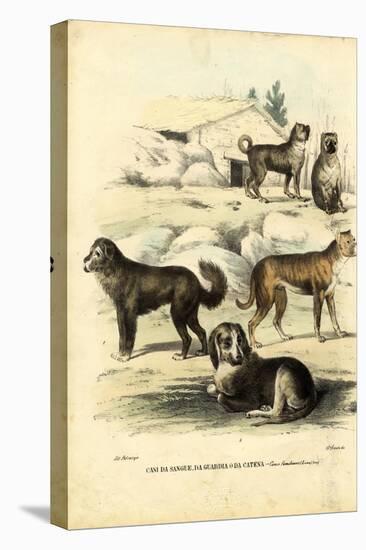 Dogs, 1863-79-Raimundo Petraroja-Premier Image Canvas