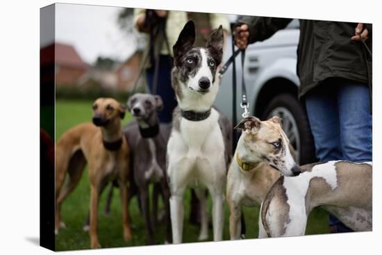 Dogs at Dog Show-Tim Kahane-Premier Image Canvas