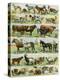 Dogs, Cats, Cattle, Horses, Goats, Sheep, Hogs, and Other Domesticated Animals-null-Premier Image Canvas