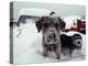 Dogs Covered in Snow, Crested Butte, CO-Paul Gallaher-Premier Image Canvas