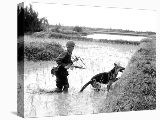 Dogs in Vietnam-Associated Press-Premier Image Canvas