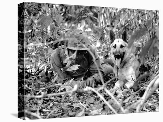 Dogs in Vietnam-Associated Press-Premier Image Canvas