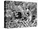 Dogs in Vietnam-Associated Press-Premier Image Canvas