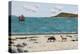 Dogs on Beach and Boat-Sophie Harding-Premier Image Canvas