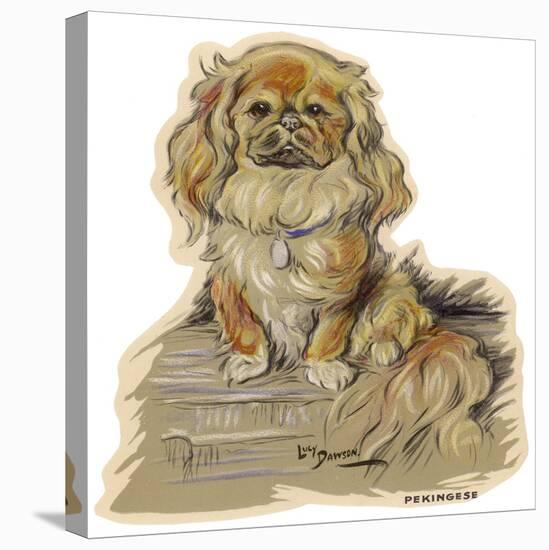 Dogs, Pekingese, Dawson-Lucy Dawson-Stretched Canvas