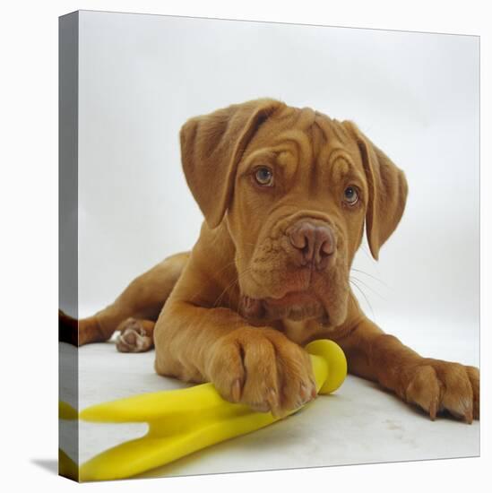 Dogue De Bordeaux Dog Puppy, 15 Weeks Old, Lying Down with Paw on Toy-Jane Burton-Premier Image Canvas
