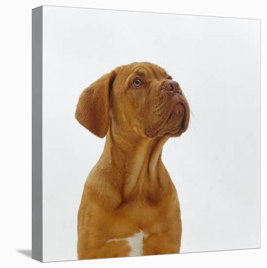 Dogue De Bordeaux Dog Puppy, 15 Weeks Old, Sitting and Looking Up-Jane Burton-Premier Image Canvas