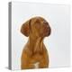 Dogue De Bordeaux Dog Puppy, 15 Weeks Old, Sitting and Looking Up-Jane Burton-Premier Image Canvas