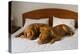 Dogue De Bordeaux Funny Couple In The Bed-vitalytitov-Premier Image Canvas