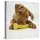 Dogue De Bordeaux Puppy Chewing on Toy, 15 Weeks-Jane Burton-Premier Image Canvas