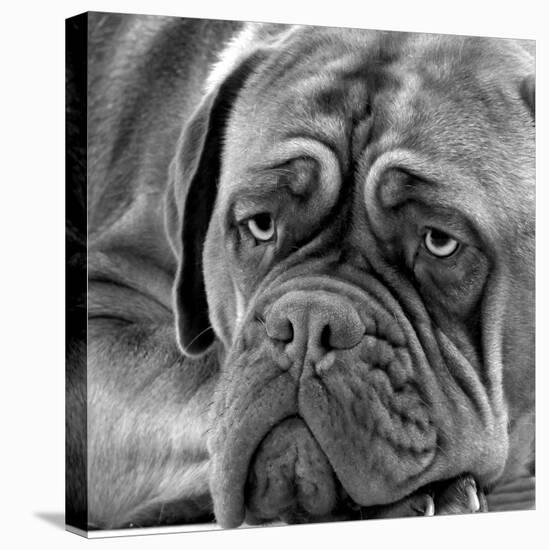 Dogue De Bordeaux-null-Premier Image Canvas