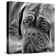 Dogue De Bordeaux-null-Premier Image Canvas