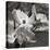 Dogwood Blossoms I BW Sq-Erin Berzel-Premier Image Canvas