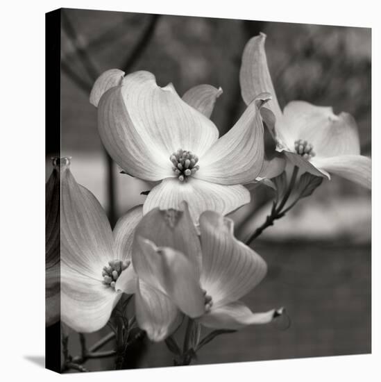 Dogwood Blossoms I BW Sq-Erin Berzel-Premier Image Canvas