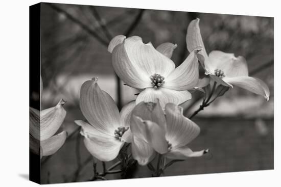 Dogwood Blossoms I BW-Erin Berzel-Premier Image Canvas