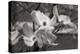 Dogwood Blossoms I BW-Erin Berzel-Premier Image Canvas