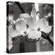 Dogwood Blossoms II BW Sq-Erin Berzel-Premier Image Canvas