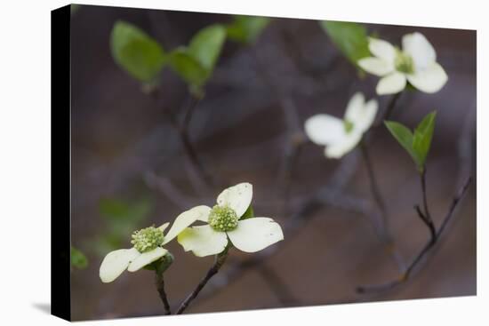 Dogwood Blossoms, Yosemite National Park, California, Usa-Rainer Mirau-Premier Image Canvas