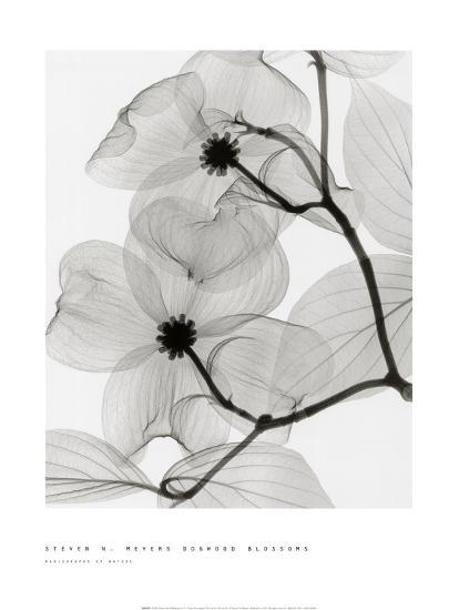 Dogwood Blossoms-Steven N. Meyers-Stretched Canvas