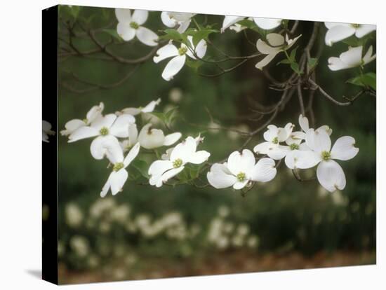 Dogwood Branch with Blooms-Anna Miller-Premier Image Canvas