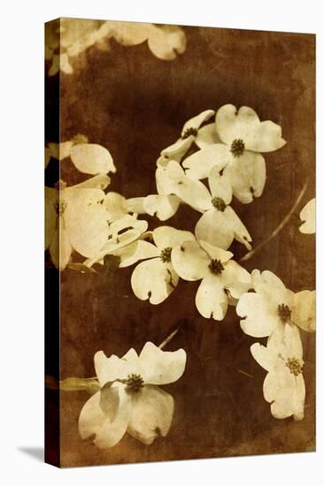 Dogwood I-Thea Schrack-Premier Image Canvas