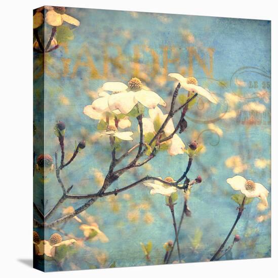 Dogwood II - Blossoming Tree-Amy Melious-Stretched Canvas