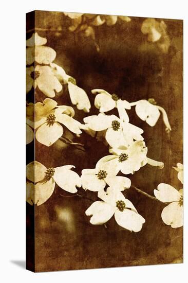 Dogwood II-Thea Schrack-Premier Image Canvas