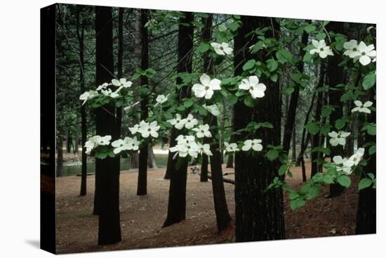Dogwood in Bloom-Kevin Schafer-Premier Image Canvas