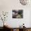 Dogwood Road-Egidio Antonaccio-Stretched Canvas displayed on a wall
