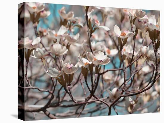 Dogwood Spring I-Sharon Chandler-Premier Image Canvas