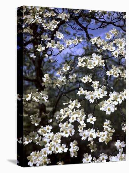 Dogwood Tree Covered in White Flowers in the Ozarks-Andreas Feininger-Premier Image Canvas