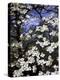 Dogwood Tree Covered in White Flowers in the Ozarks-Andreas Feininger-Premier Image Canvas