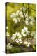 Dogwood Tree Flowers-Richard T. Nowitz-Premier Image Canvas