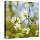 Dogwood Tree Flowers-Richard T. Nowitz-Premier Image Canvas