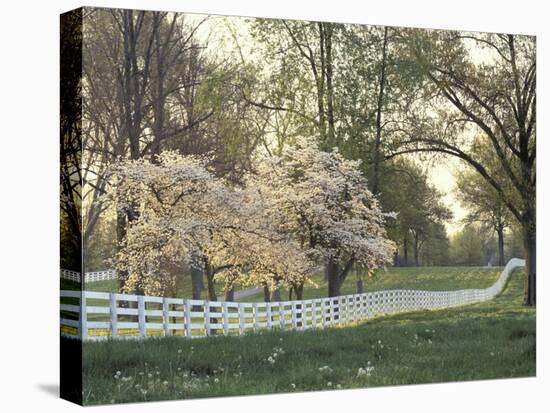 Dogwood Trees at Sunset Along Fence on Horse Farm, Lexington, Kentucky, USA-Adam Jones-Premier Image Canvas