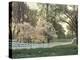 Dogwood Trees at Sunset Along Fence on Horse Farm, Lexington, Kentucky, USA-Adam Jones-Premier Image Canvas