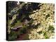 Dogwood Trees Bloom at the Vietnam Memorial in Washington Park, Portland, Oregon, USA-Janis Miglavs-Premier Image Canvas