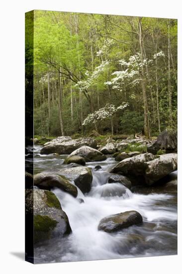 Dogwood Trees in Spring Along Little River, Great Smoky Mountains National Park, Tennessee-Richard and Susan Day-Premier Image Canvas